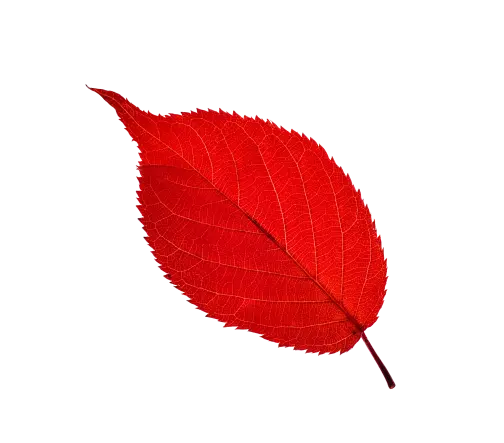 Leaf background image.