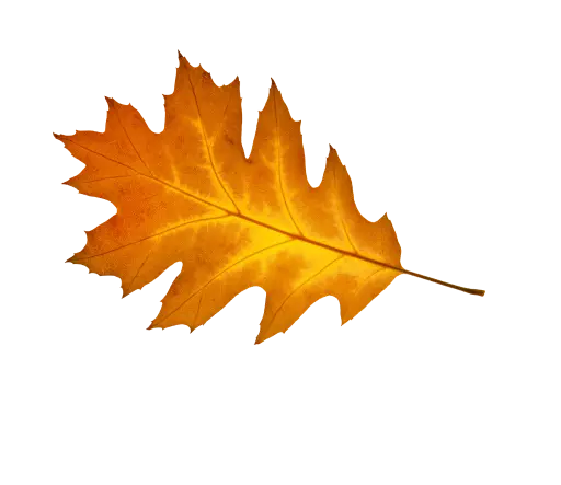 Leaf background image.